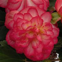 Nonstop Joy Rose Picotee Tuberous Begonia