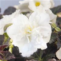 Nonstop Joy Mocca White Tuberous Begonia