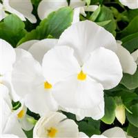 ColorMax White Viola