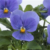 ColorMax True Blue Viola