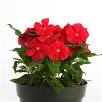Pacifica XP Really Red Vinca