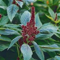 Red Cathedral Amaranthus