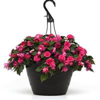 Glimmer™ Hot Pink Double Impatiens