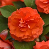Glimmer™ Salmon Improved Double Impatiens