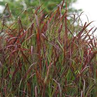 Grass Panicum Ruby Ribbons