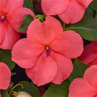 Beacon<sup>®</sup> Coral Improved Impatiens