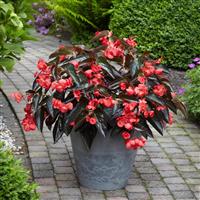 Dragon Wing<sup>®</sup> Red Bronze Leaf Begonia
