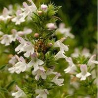 Herb Satureja montana Winter