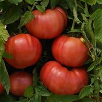 BlushingStar Tomato