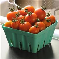 Orange Zinger Tomato