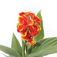 Cannova<sup>®</sup> Red Golden Flame Canna