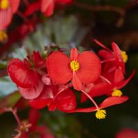 Hula™ Red Spreading Begonia