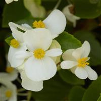 Hula™ White Spreading Begonia
