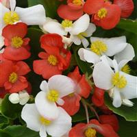 Hula™ Red and White Mixture Spreading Begonia