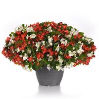Hula™ Red and White Mixture Spreading Begonia