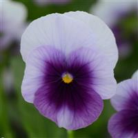Sorbet<sup>®</sup> XP Beaconsfield Viola
