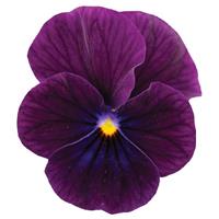 Sorbet<sup>®</sup> XP Purple Viola