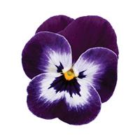 Sorbet<sup>®</sup> XP Purple Face Viola