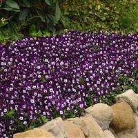 Sorbet<sup>®</sup> XP Purple Face Viola
