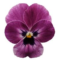 Sorbet<sup>®</sup> XP Raspberry Viola