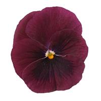 Sorbet<sup>®</sup> XP Rose Blotch Viola