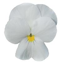 Sorbet<sup>®</sup> XP White Viola