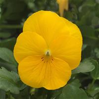 Sorbet<sup>®</sup> XP Yellow Viola