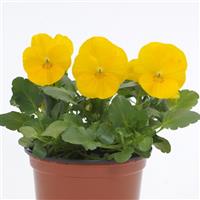 Sorbet<sup>®</sup> XP Yellow Viola