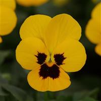 Sorbet<sup>®</sup> XP Yellow Blotch Viola