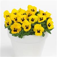 Sorbet<sup>®</sup> XP Yellow Blotch Viola