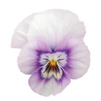 Sorbet<sup>®</sup> XP Pink Halo Viola