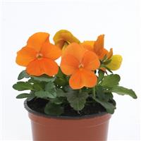 Sorbet<sup>®</sup> XP Deep Orange Viola