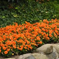 Sorbet<sup>®</sup> XP Deep Orange Viola