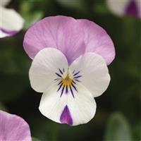 Sorbet<sup>®</sup> XP Pink Wing Viola