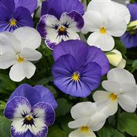 Sorbet<sup>®</sup> XP Blueberry Sundae Mixture Viola
