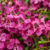 AngelMist<sup>®</sup> Spreading Pink Improved Angelonia