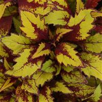 FlameThrower™ Spiced Curry Coleus