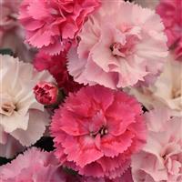 DiaDeur™ Pink Shades Dianthus