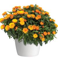 Mohave™ Apricot Bracteantha
