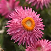 Mohave™ Pink Bracteantha