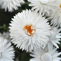 Mohave™ White Bracteantha