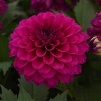 Venti™ Royal Purple Dahlia