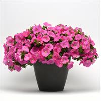 Easy Wave<sup>®</sup> Pink Spreading Petunia