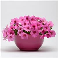 Easy Wave<sup>®</sup> Pink Passion Spreading Petunia