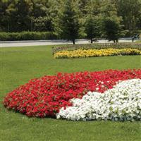 Easy Wave<sup>®</sup> Red Spreading Petunia