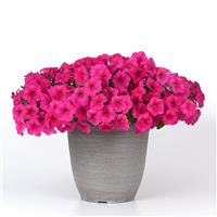 Easy Wave<sup>®</sup> Rose Spreading Petunia