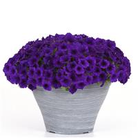 Easy Wave<sup>®</sup> Blue Improved Spreading Petunia