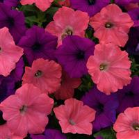 Easy Wave<sup>®</sup> Opposites Attract Mixture Spreading Petunia