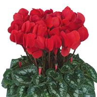 Halios<sup>®</sup> HD Red Rebelle<sup>®</sup> Cyclamen