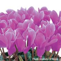 Latinia<sup>®</sup> Lilac Cyclamen
